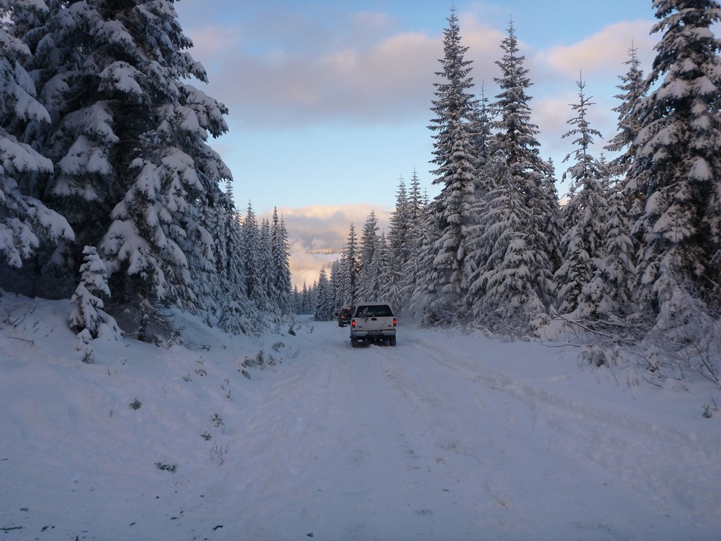 Cut your Christmas Tree in Washington's Forests! Ordinary Adventures