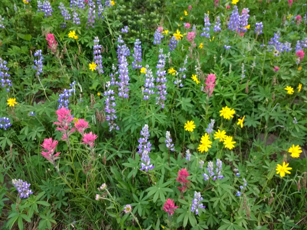 Mt Rainier wildflower hikes with less crowds Ordinary Adventures