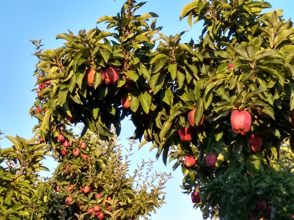 Apple trees in the Yakima Valley on one of the best weekend getaways from seattle