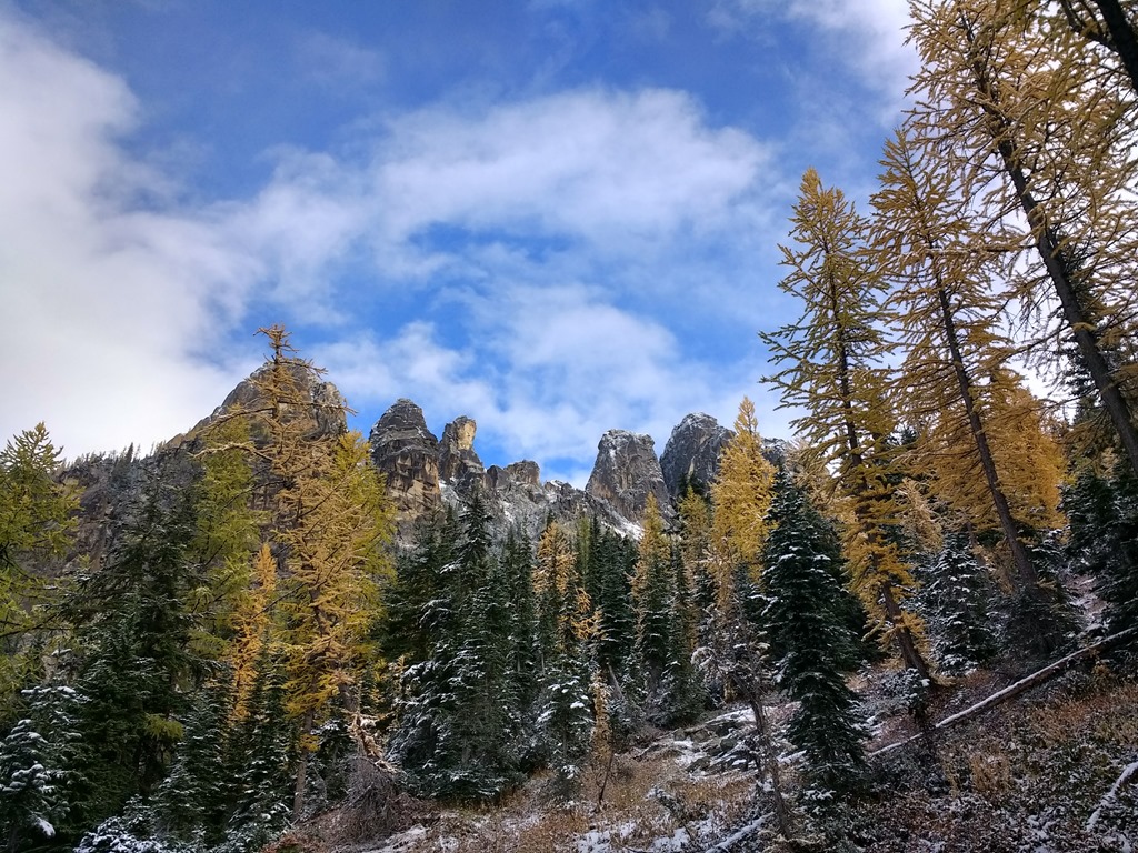 a forest of evergreen trees and golden larch trees with high mountains in the background and a dusting of fresh snow