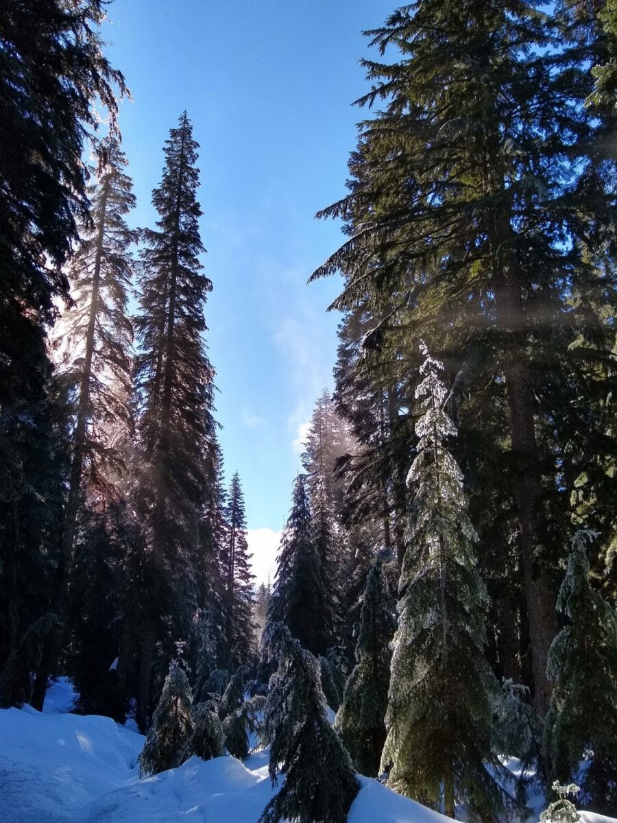 Snowshoeing near Seattle Best Beginner Routes Ordinary Adventures