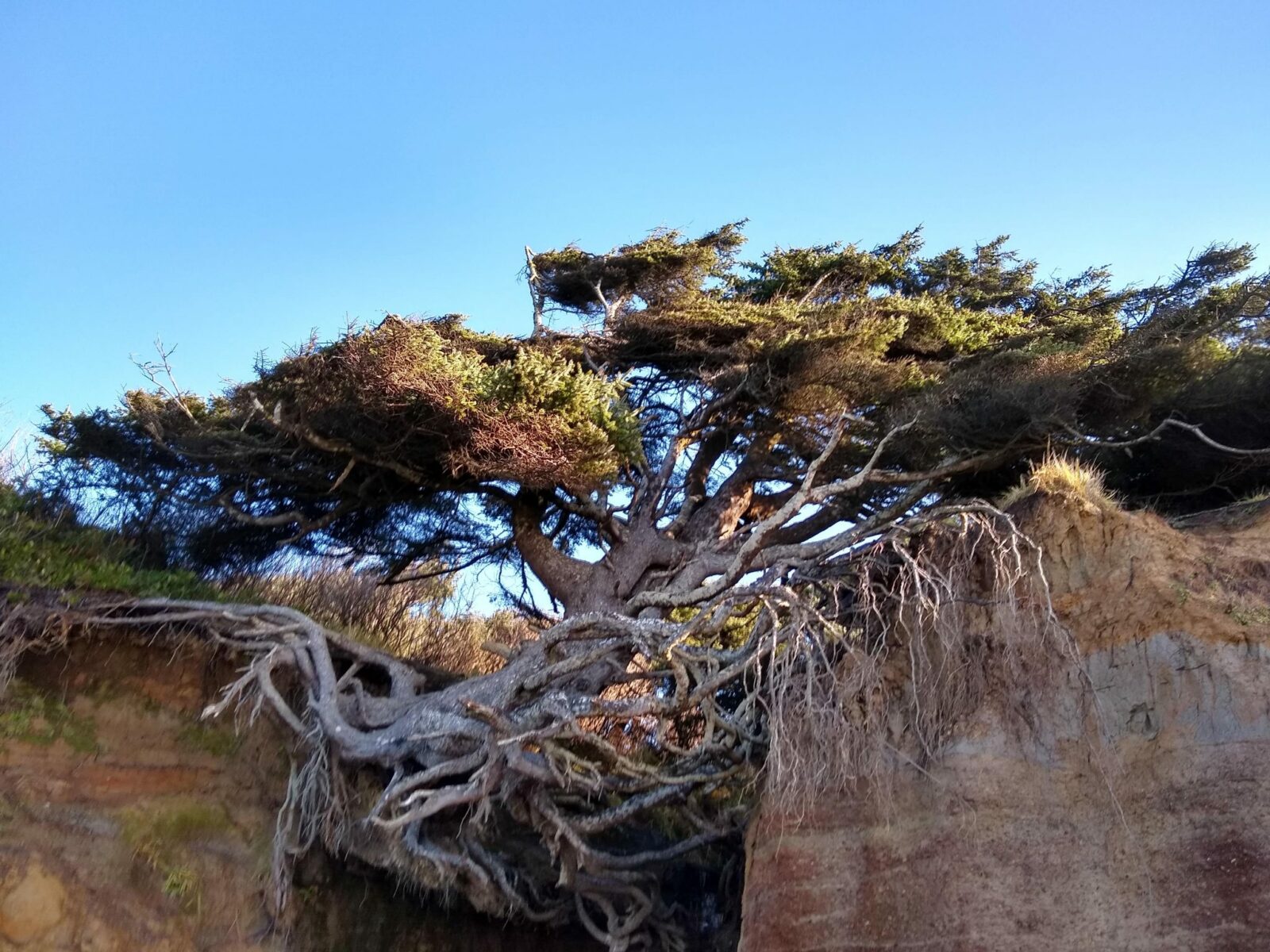 tree roots hanging below a tree against a cliff