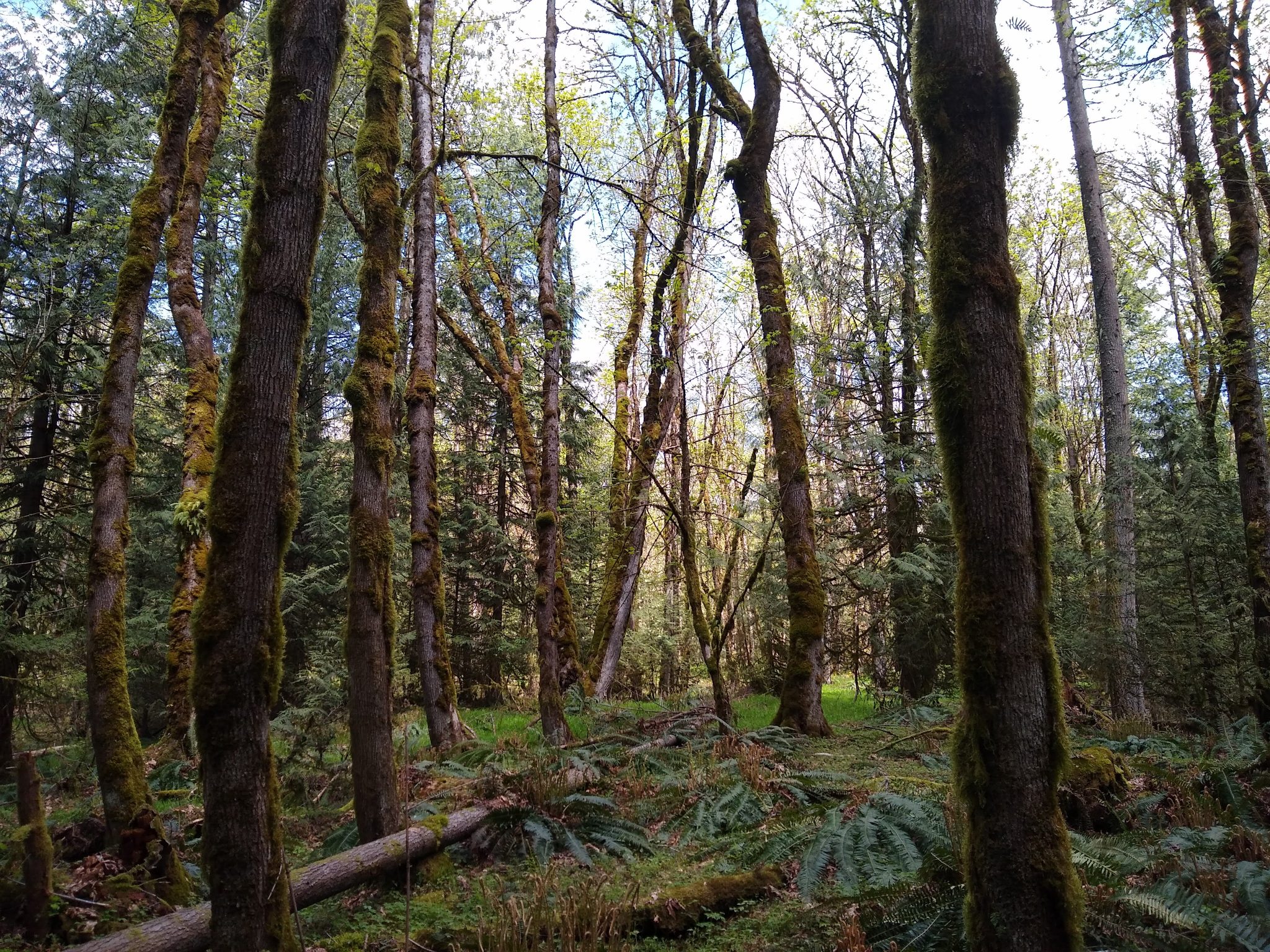 The Best Hikes in Issaquah Ordinary Adventures