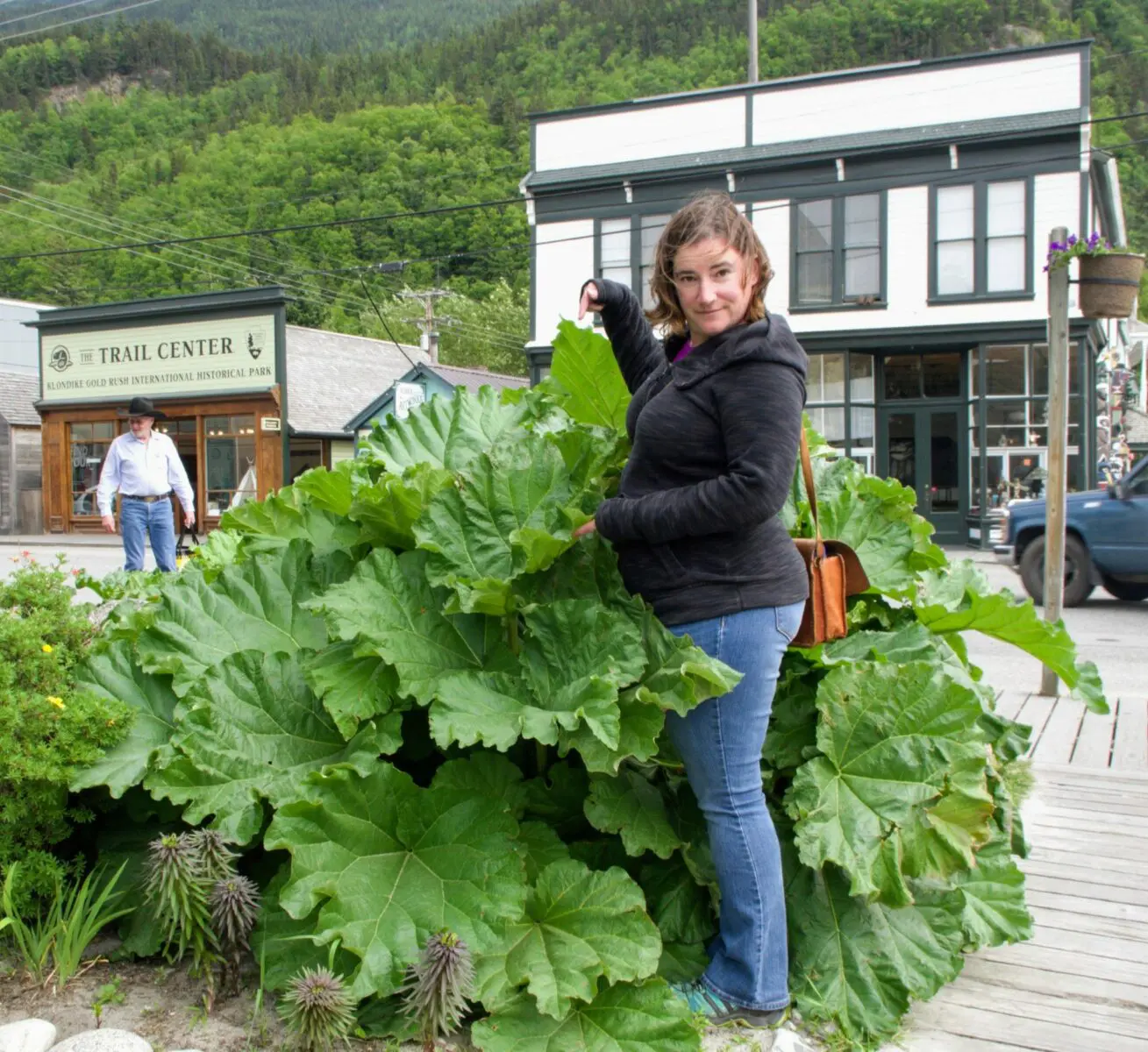A woman in jeans and a gray fleece standing next to a large rhubarb bush on a street in town with a wooden boardwalk. The rhubarb bush comes up to her shoulders and she is five feet four inches tall.