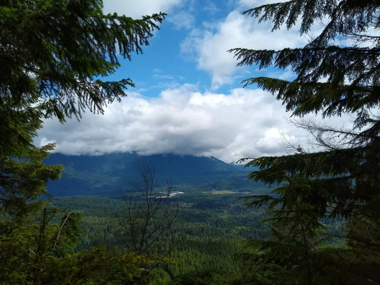 A view between trees of a forested valley and mountains obscured by clouds