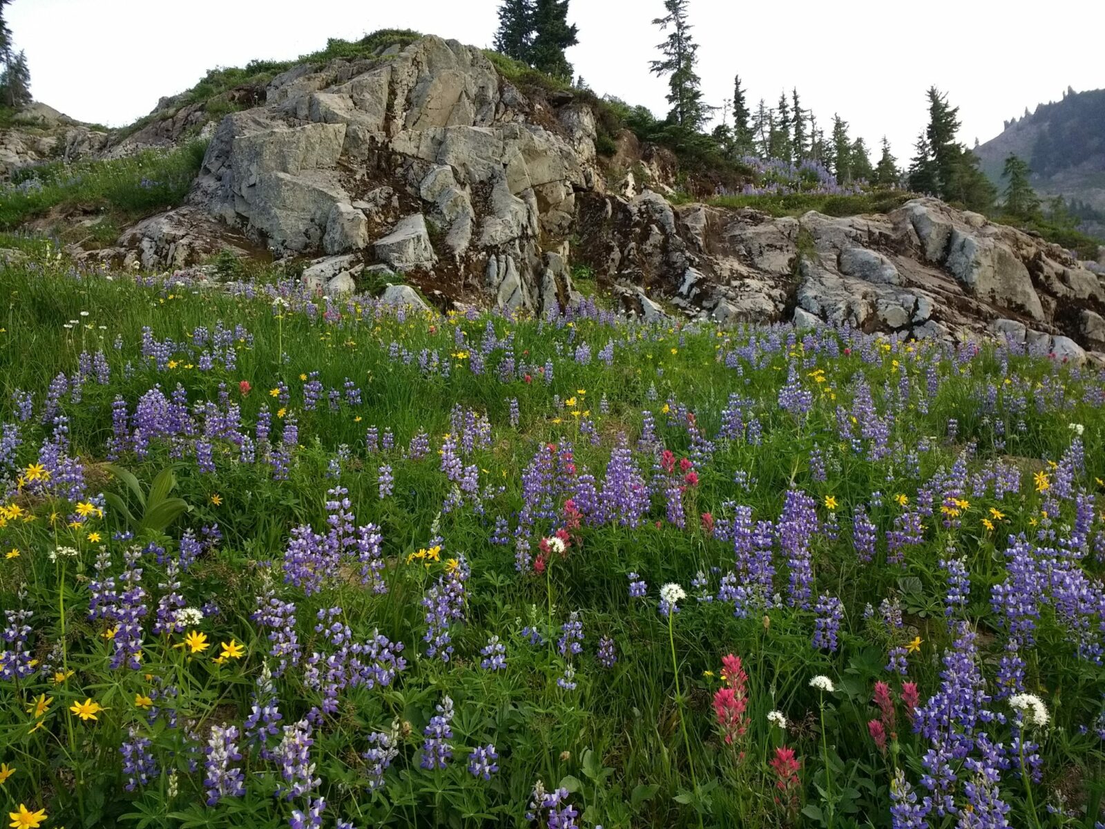 A field of purple, magenta, yellow and white wildflowers near Chinook Pass in Mt Rainier National Park, one of the Washington National Parks