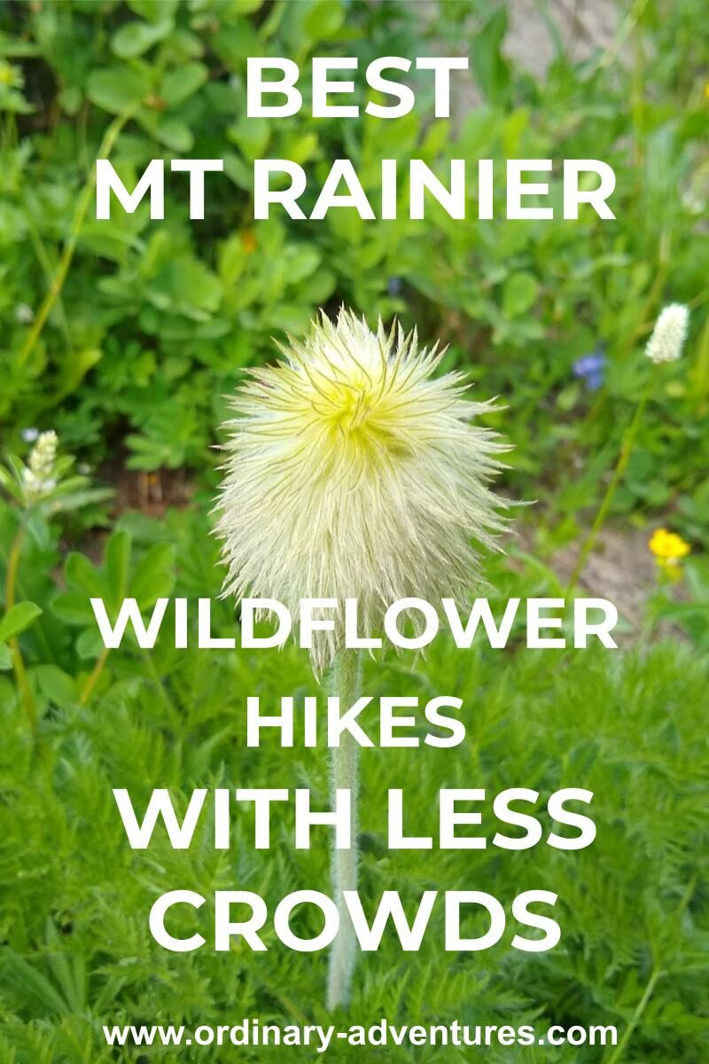 A small white flower in Mt. Rainier