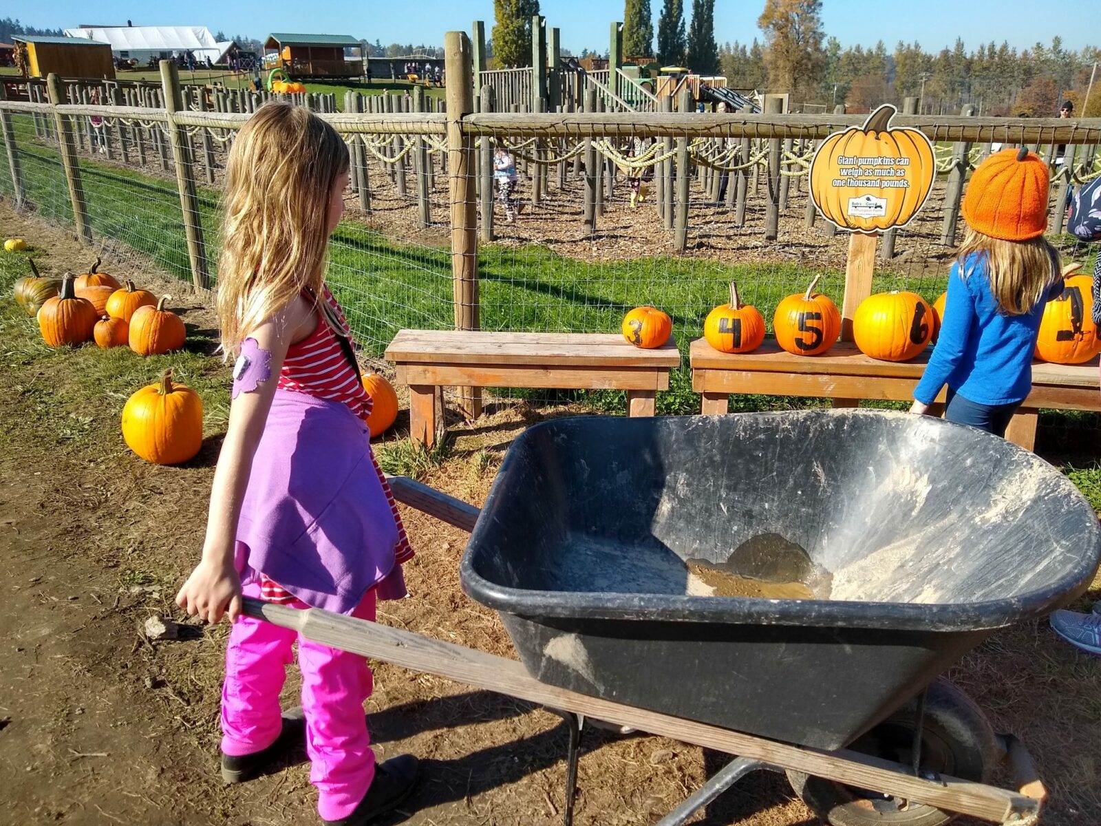 Pumpkin Patch Fun local tradition for all ages Ordinary Adventures