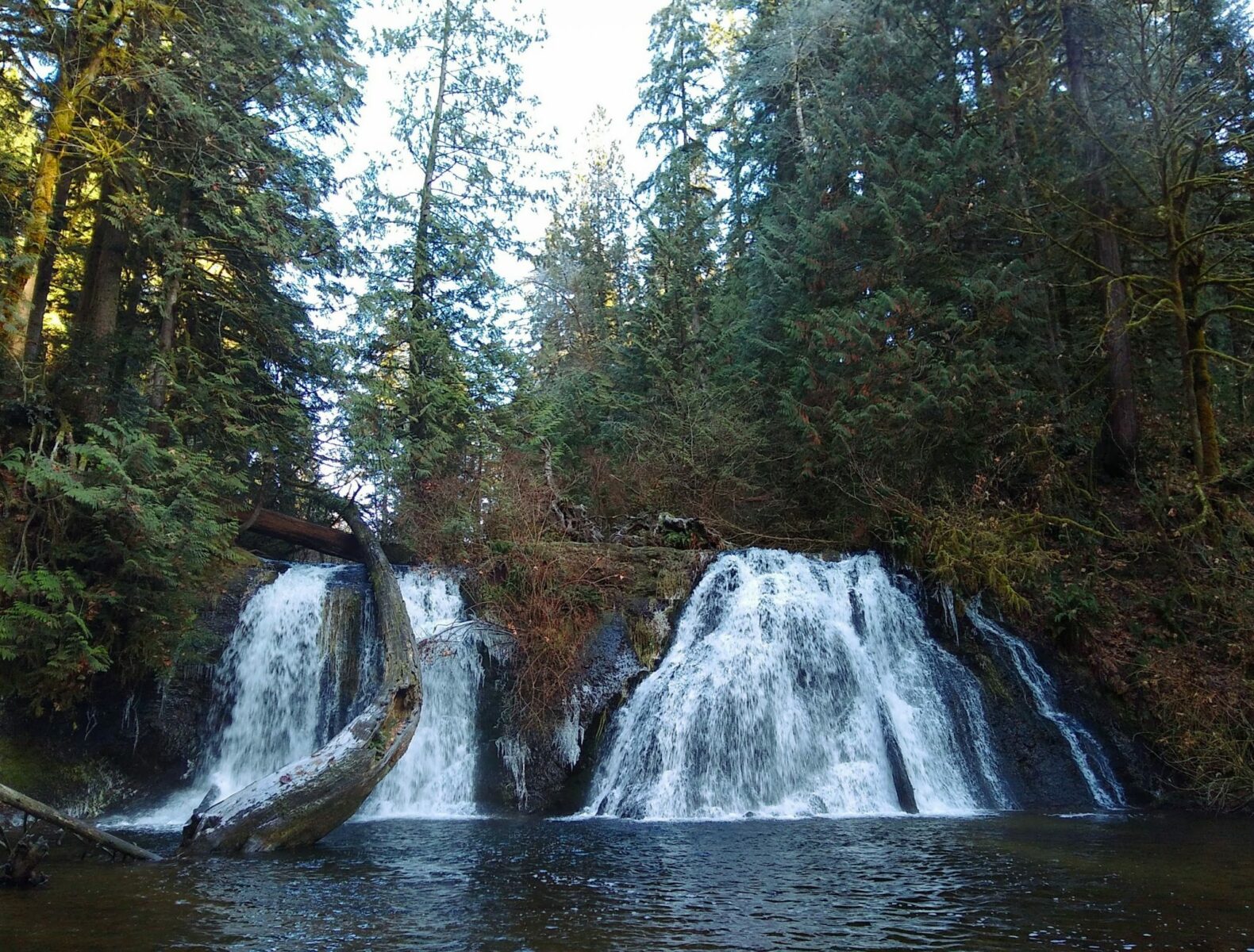 A waterfall with two sides that plunge over a rock into a pool below. The waterfall is surrounded by evergreen trees and ferns.