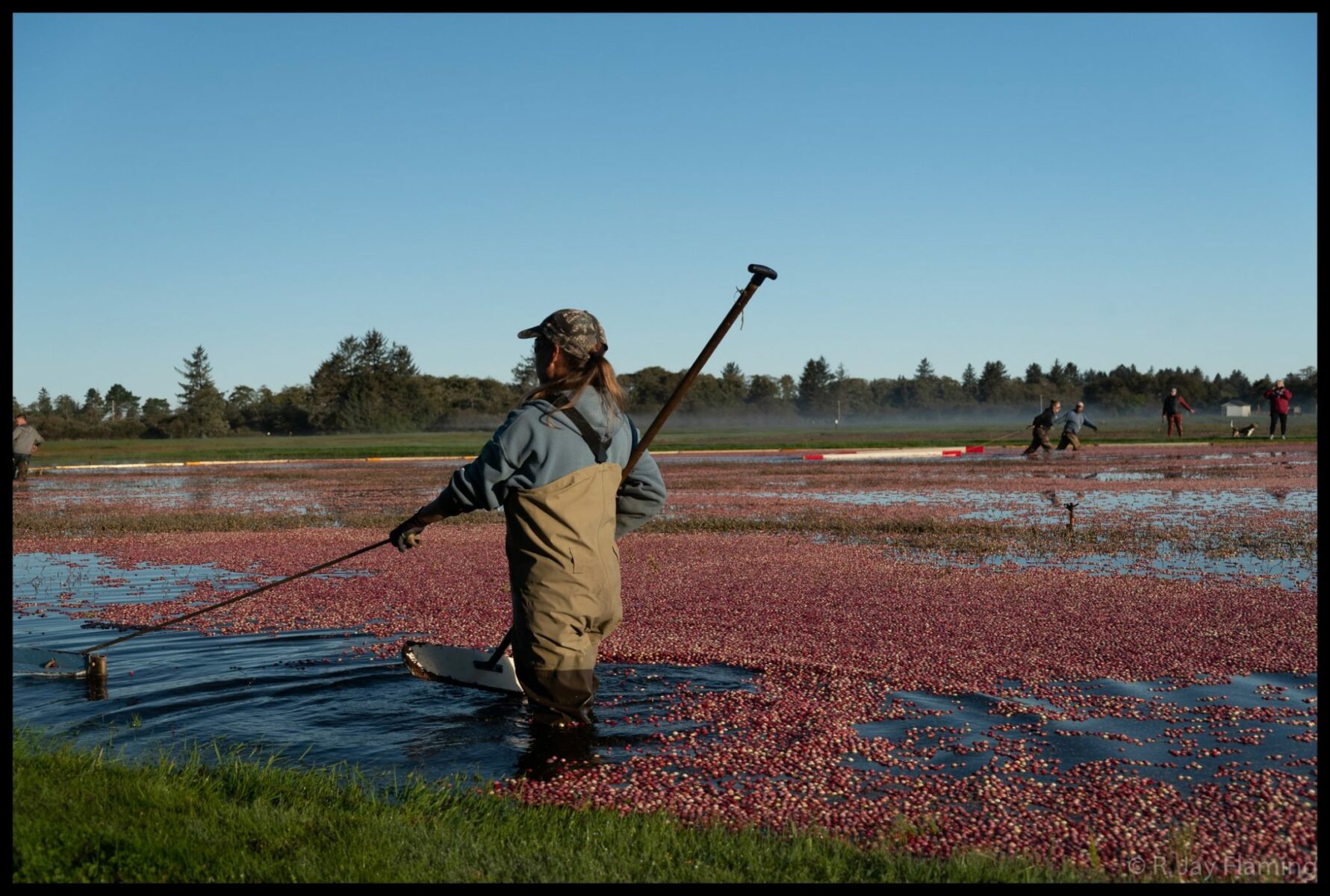 Inside the Washington Cranberry Bog Ordinary Adventures