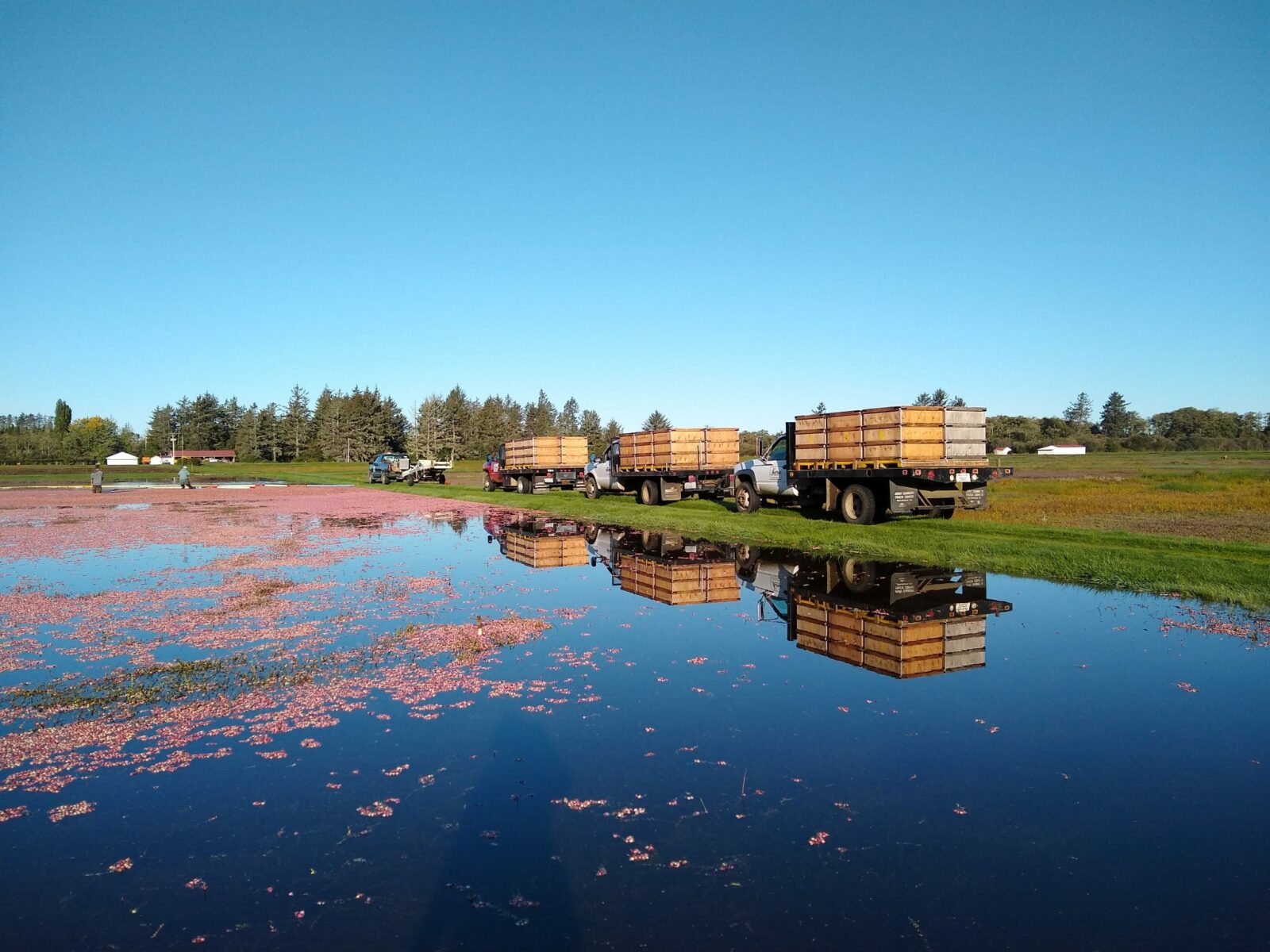 Inside the Washington Cranberry Bog Ordinary Adventures