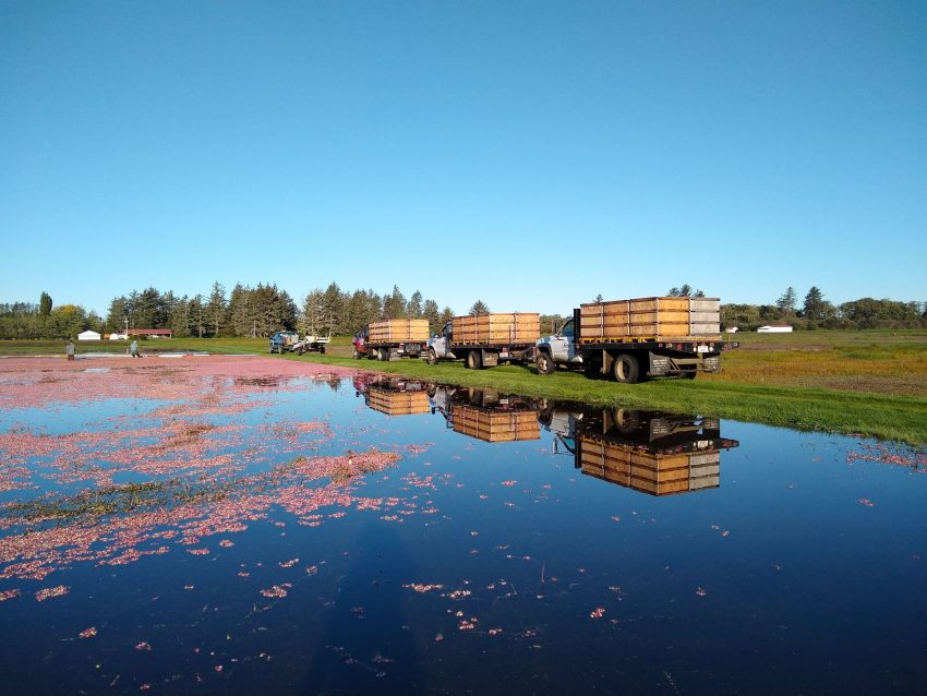 Inside the Washington Cranberry Bog Ordinary Adventures