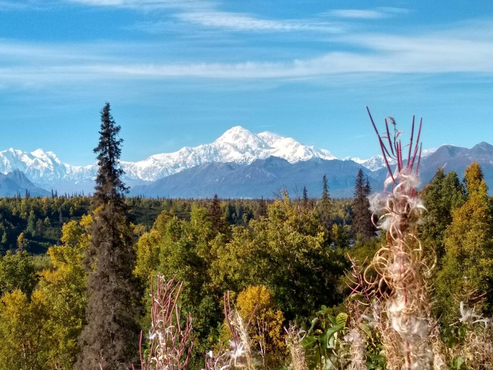 Denali rises above the trees in the foreground on a sunny day on a road trip from Anchorage to Fairbanks