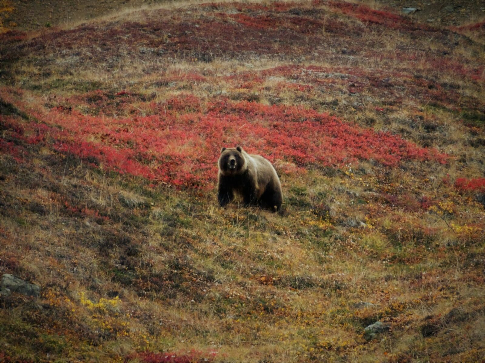 a grizzly bear on a hillside with red berry bushes and other shrubby plants in Denali National Park, one of the best places to see wildlife in Alaska