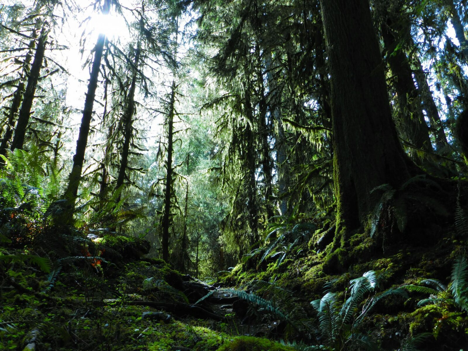 big evergreen trees in a forest of ferns and moss with a high and dark canopy of trees above