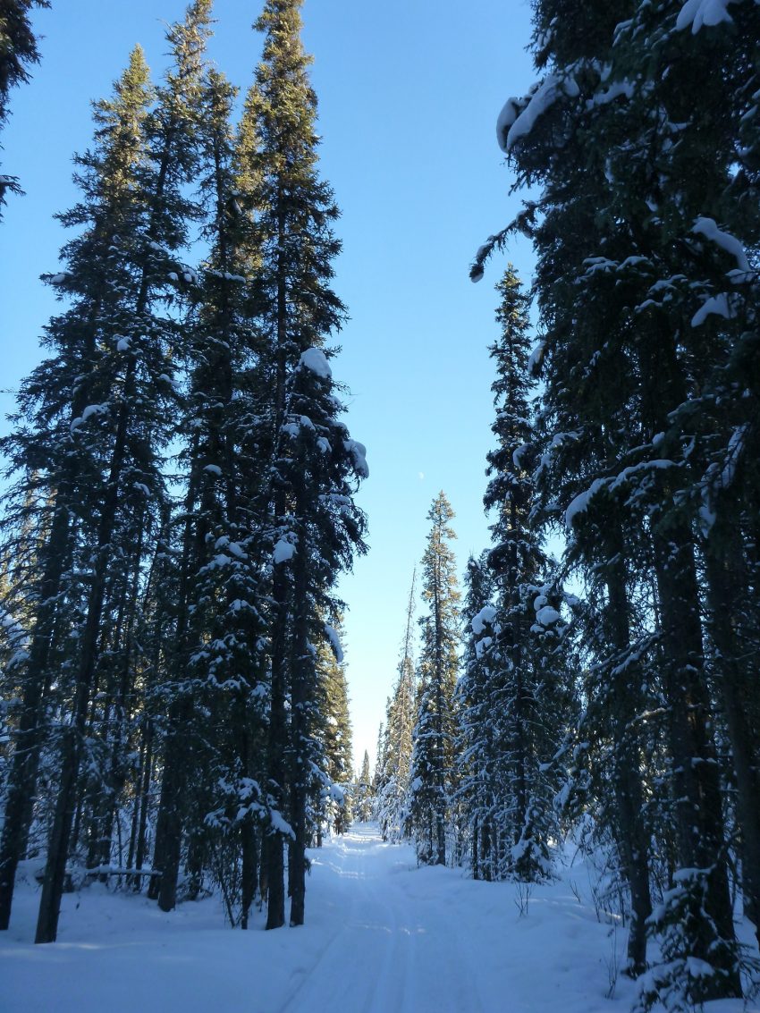 Why March is the Best Time to Visit Fairbanks Alaska Ordinary Adventures