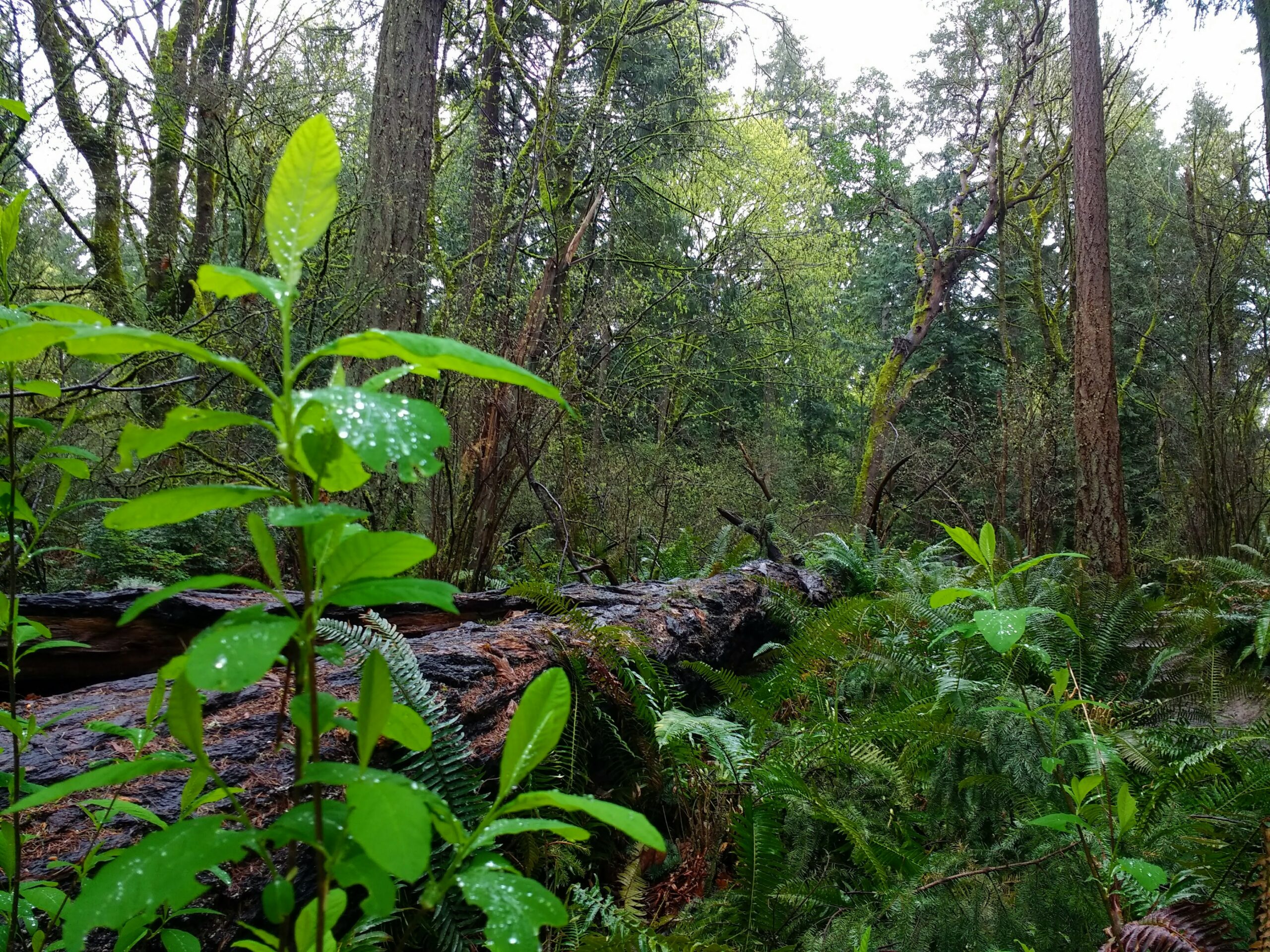 Where to Find Old Growth Forest in Seattle Ordinary Adventures
