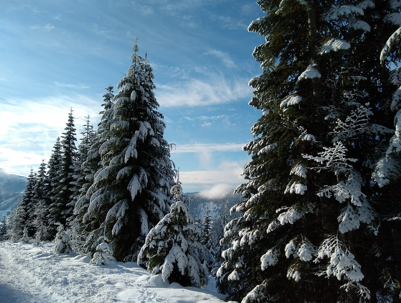 Evergreen trees with fresh snow on them next to a snowy road on a partly sunny day