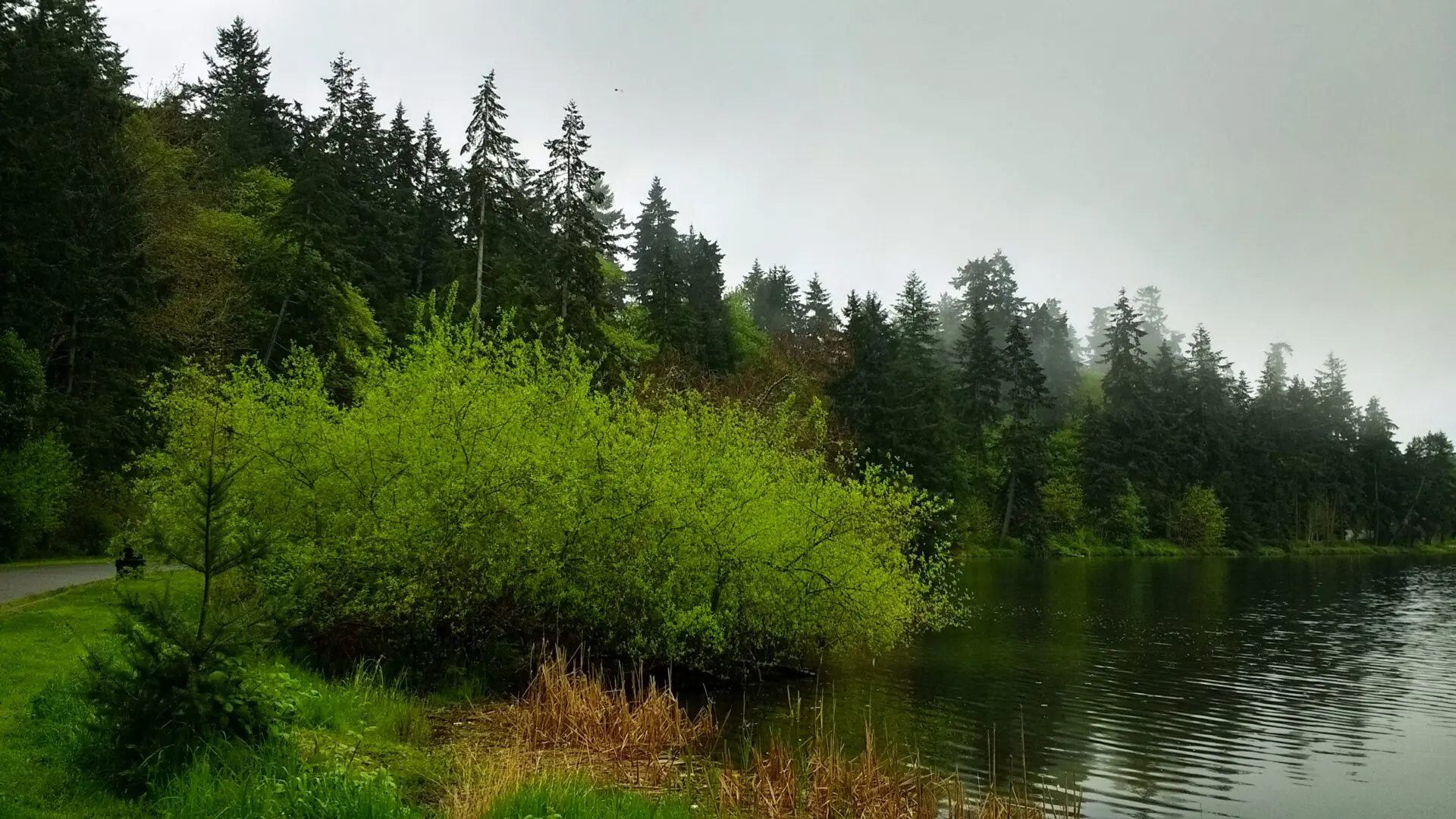 fog surrounding trees in the forest in Seattle