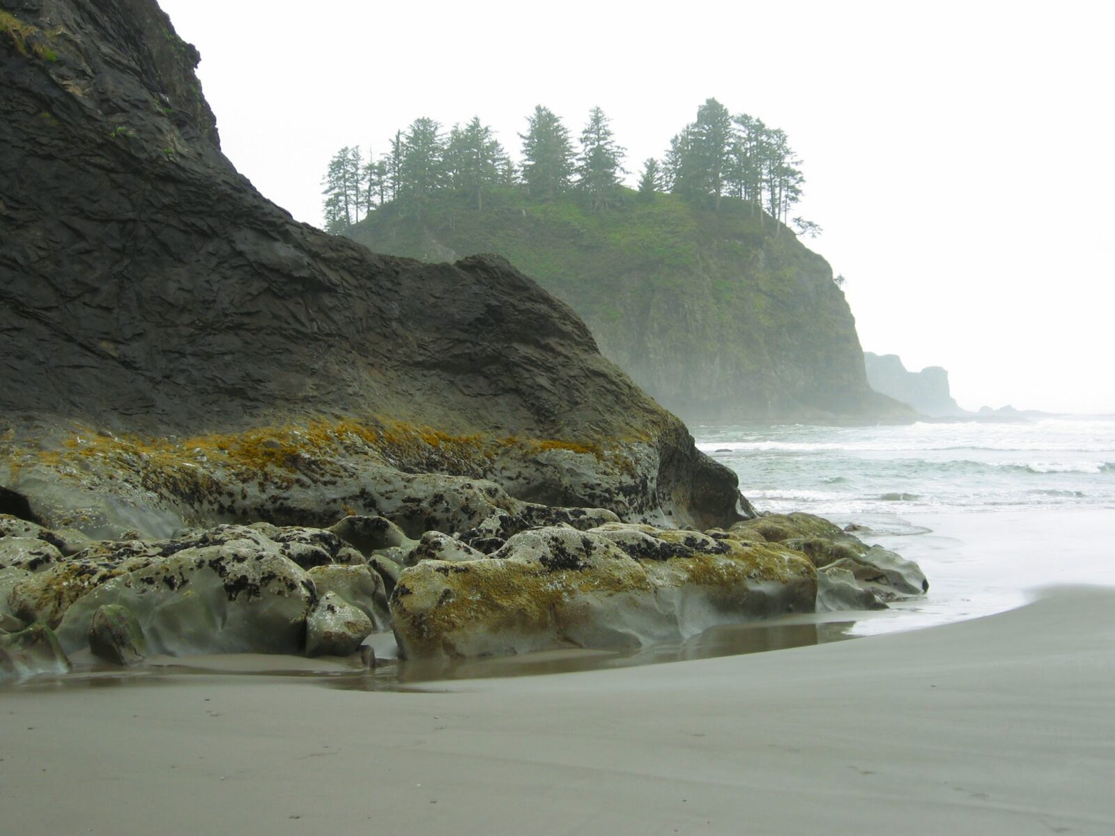 A foggy beach with rock outcroppings and a few trees