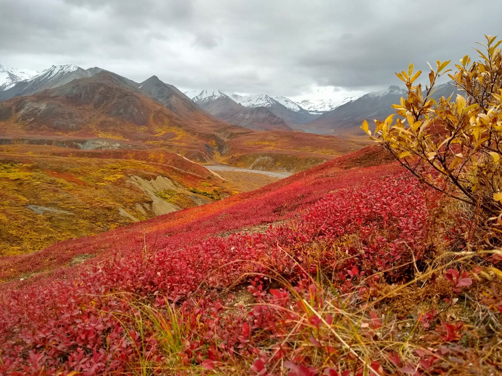 bright red berry bushes and golden shrubs on a cloudy fall day with snowy mountains in the distance