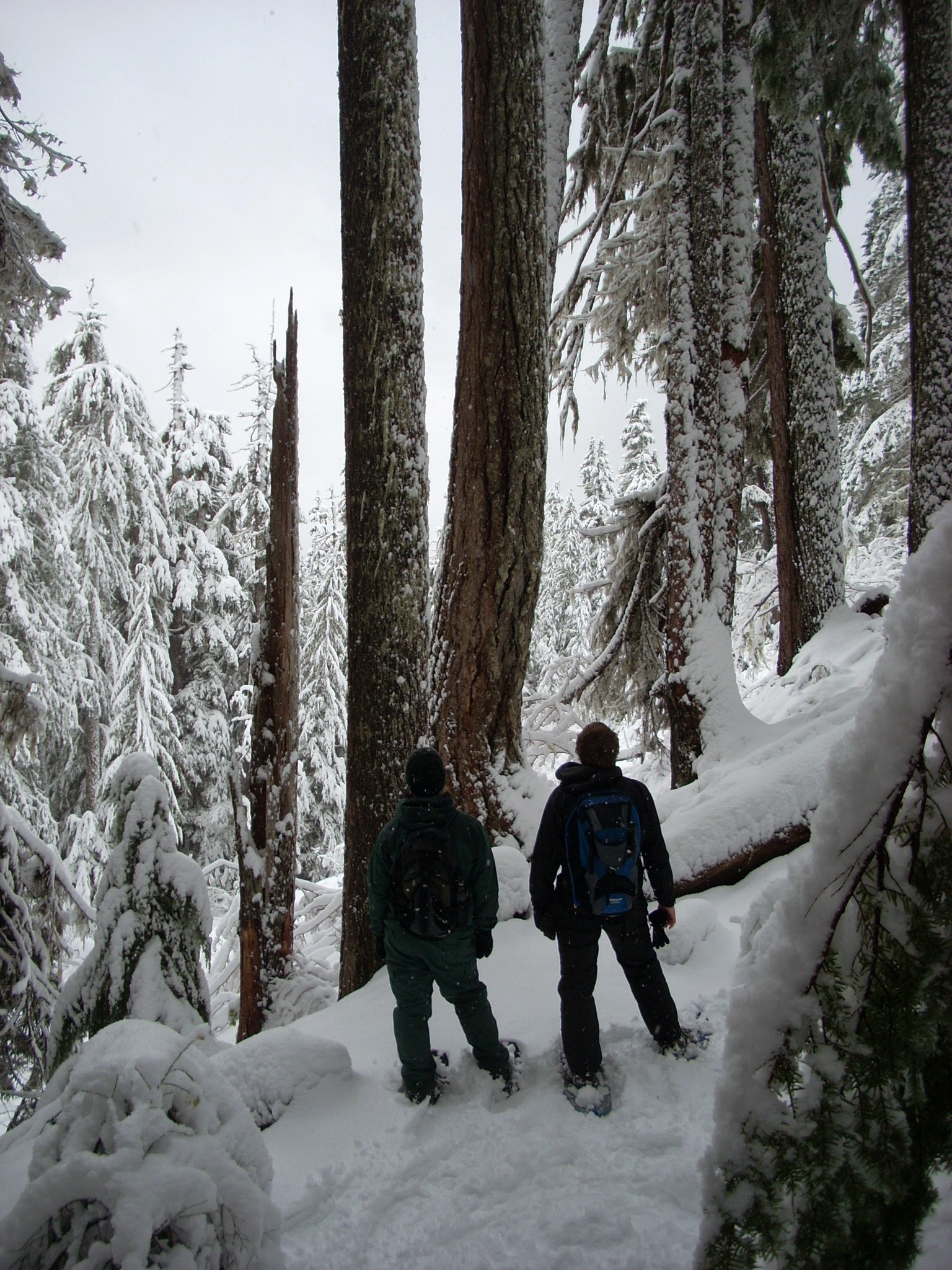 Snowshoe Mt Rainier National Park Winter and Spring Adventure Guide