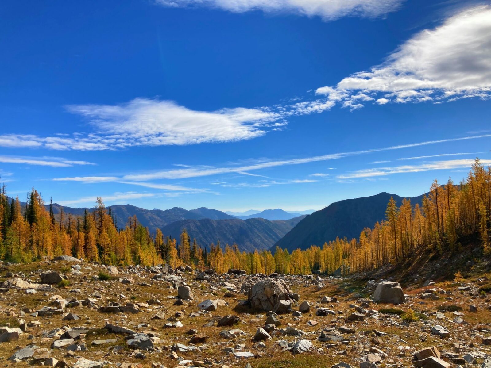 Golden larch trees ring a meadow with some rocks against a backdrop of mountains in the distance