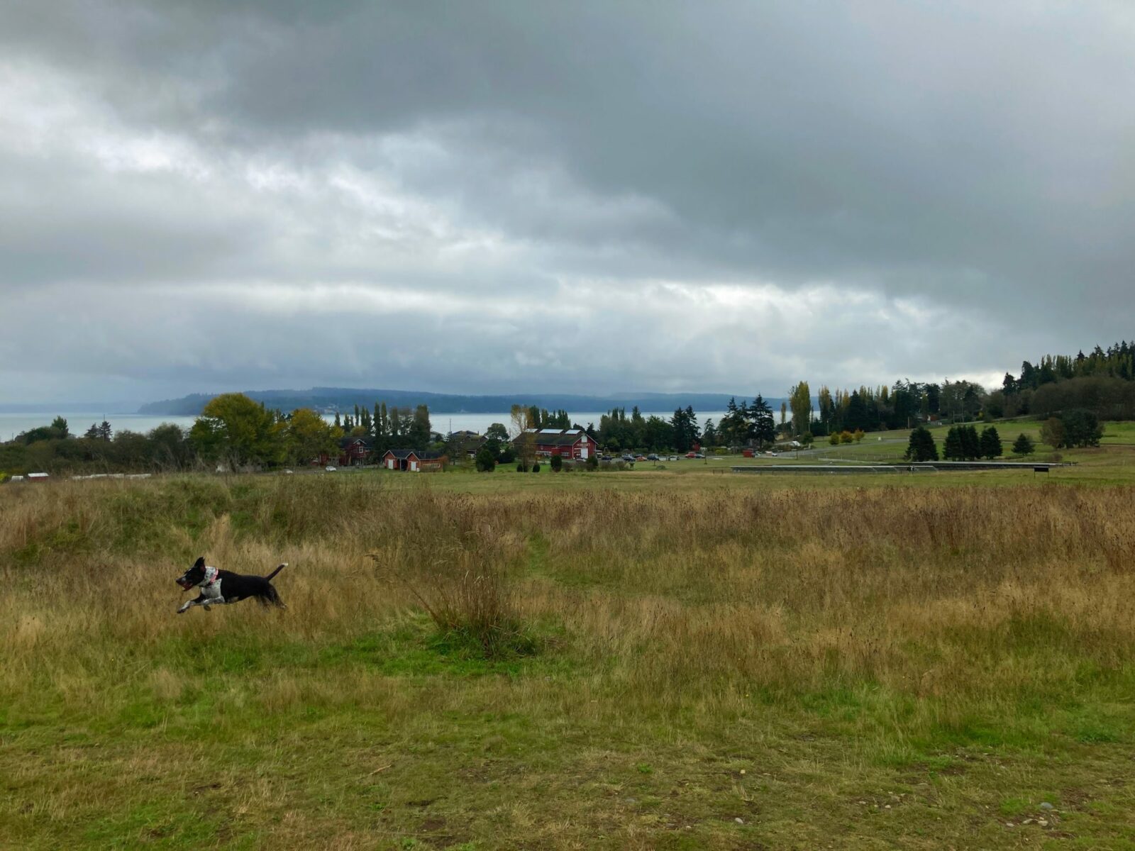 A black and white dog running through a field with cars, trees and buildings in the background