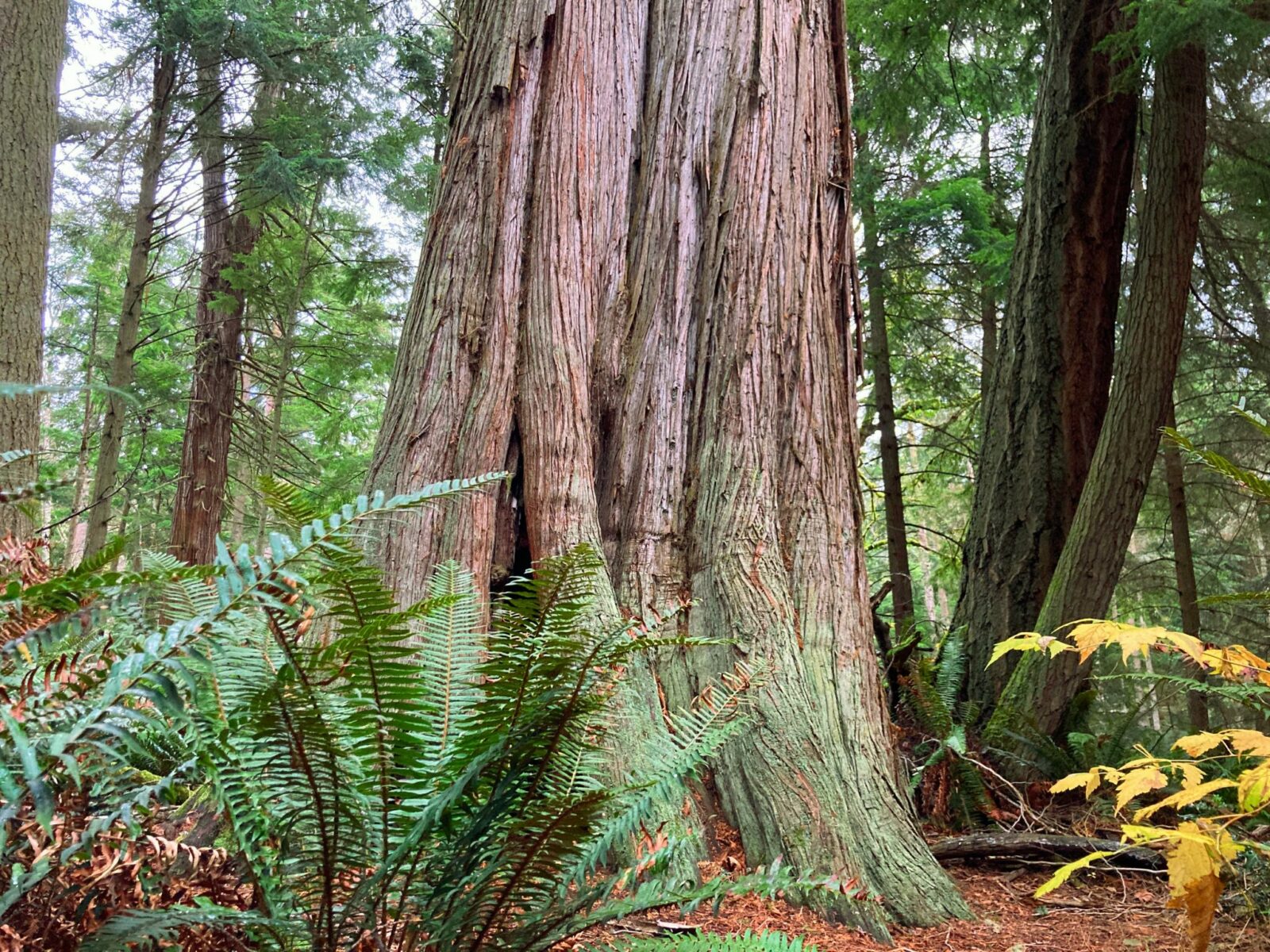 The fluted base of an ancient cedar tree. It is surrounded by other small trees and ferns.