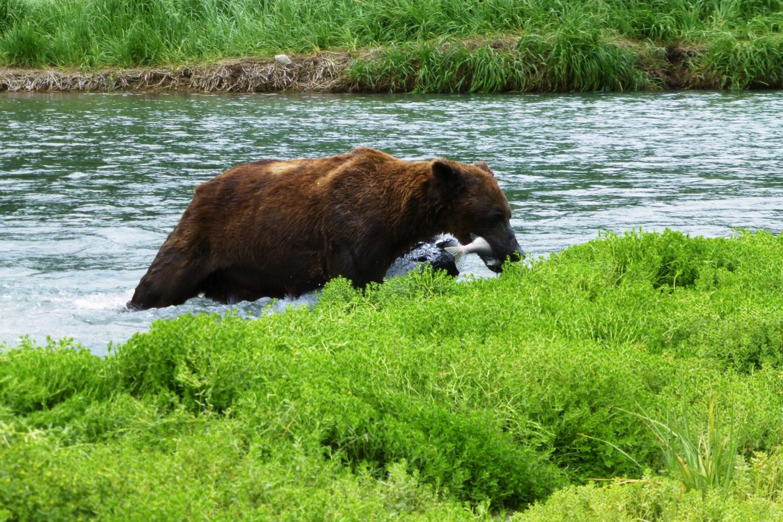 Best Places to See Wildlife in Alaska Ordinary Adventures