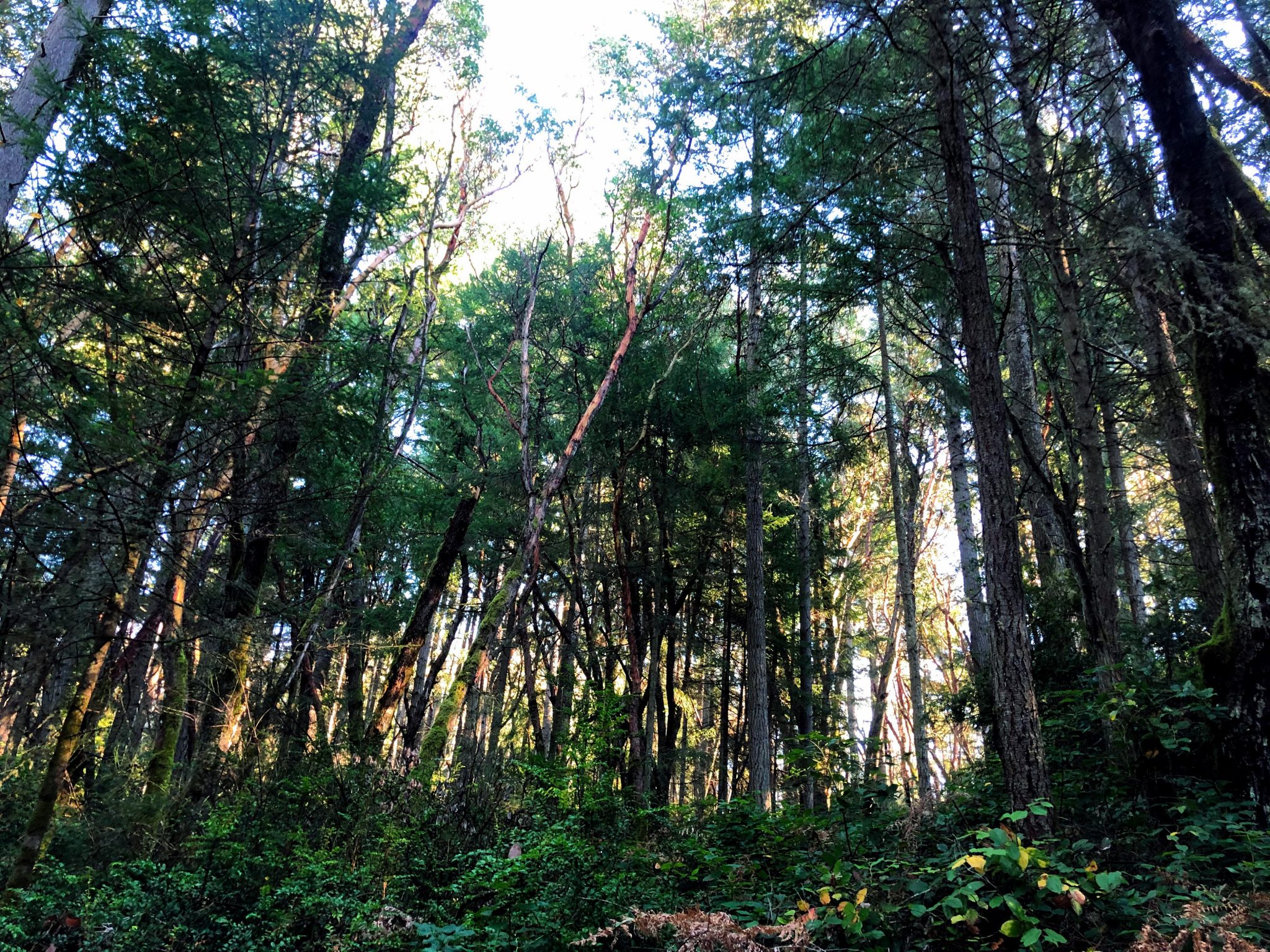 Vashon Island Hiking With or Without a Car Ordinary Adventures