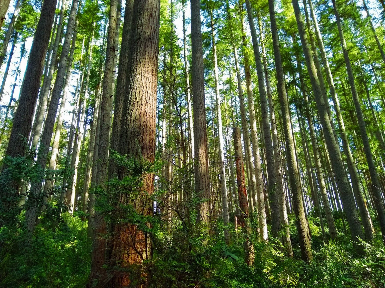 A green evergreen forest with sunlight filtering through