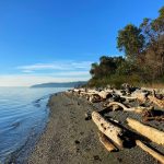 A gravel beach on a sunny day with driftwood and trees