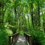 The best hikes in Issaquah include the Tradition Lake loop on Tiger Mountain. Here the forest is green upon green with spring growth. In the middle of the trees and undergrowth, a brown bridge over a creek leads into the forest