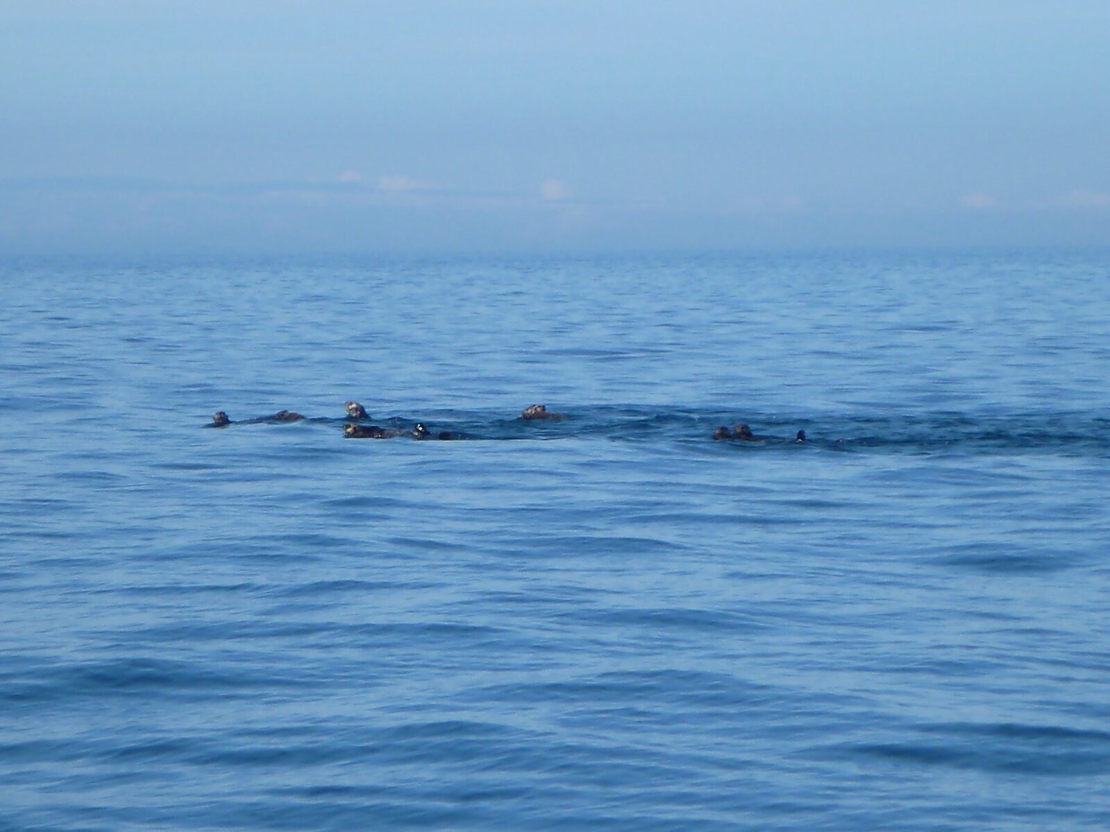 Several sea otters floating in the blue ocean with a few clouds in the distance