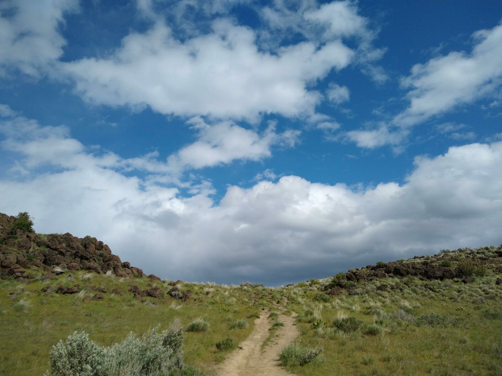 A trail heading up from cowiche canyon to the side of the canyon. There are sage shrubs and rocks on both sides and the sky is blue with puffy white clouds