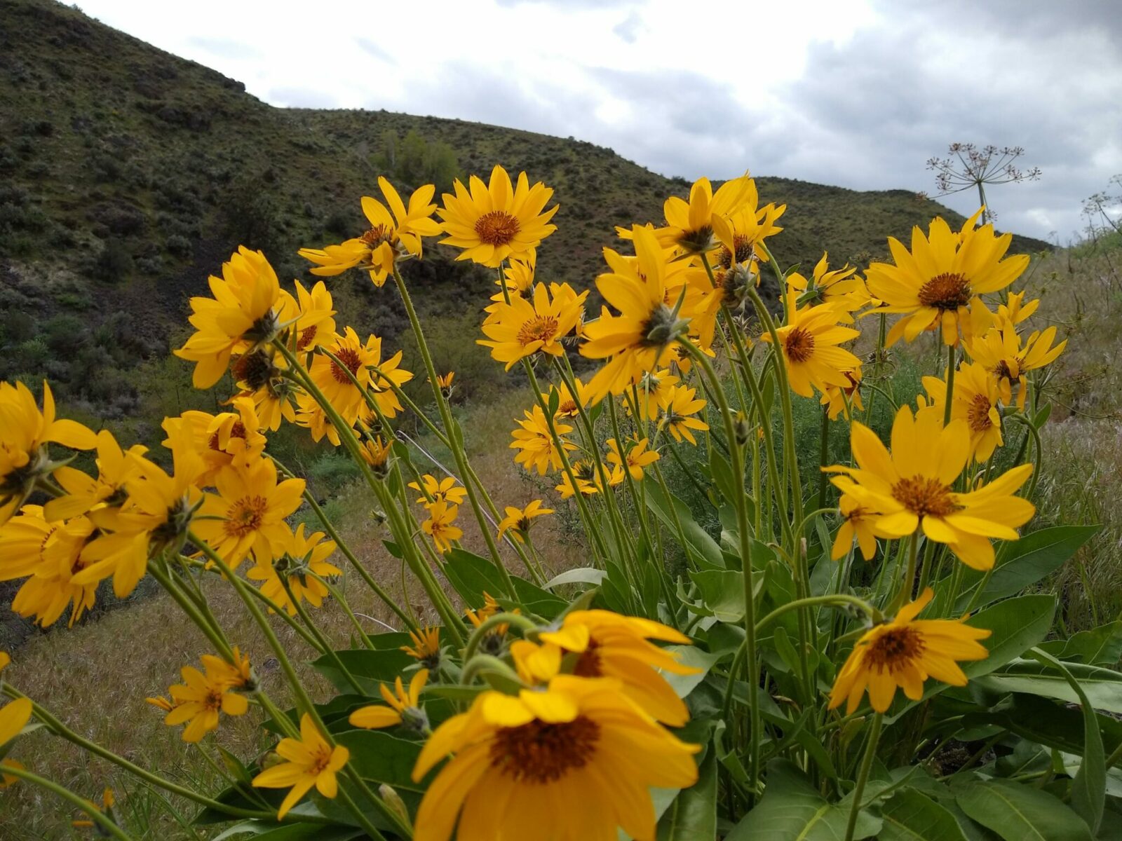 Bright yellow balsamroot wildflowers in a desert landscape in eastern washington.