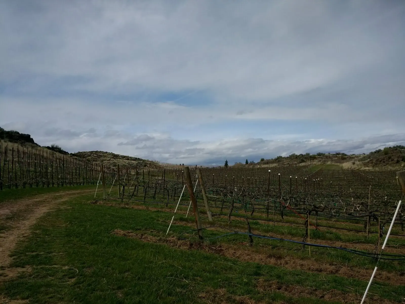 a vineyard in early spring without leaves. There are brown sage brush covered hills surrounding it