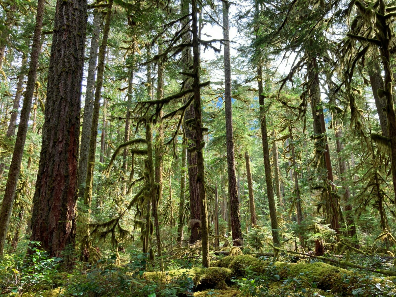 An old growth and newer growth douglas fir forest along the Carbon River Trail in Mt Rainier National Park. The forest floor has fallen ancient trees that are now growing new seedlings, moss and ferns. The forest floor is covered in undergrowth and moss. It's a sunny day and some light is filtering into the forest.