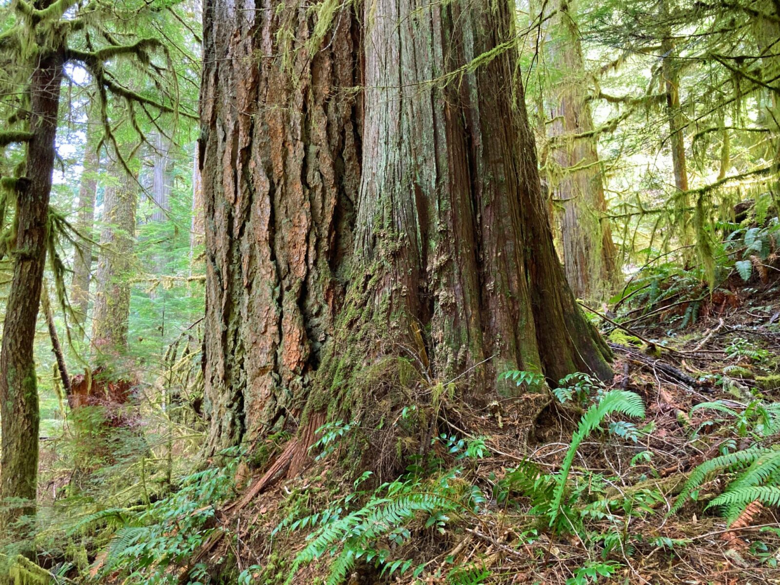 Two old growth trees in a forest surrounded by moss and ferns. We can only see the bottom of each tree. The one on the right as course and cracked bark and the other has more feathery bark.