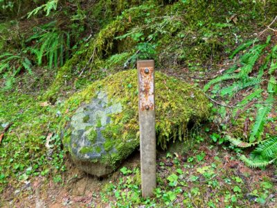 A rusty metal post surrounded by ferns and moss