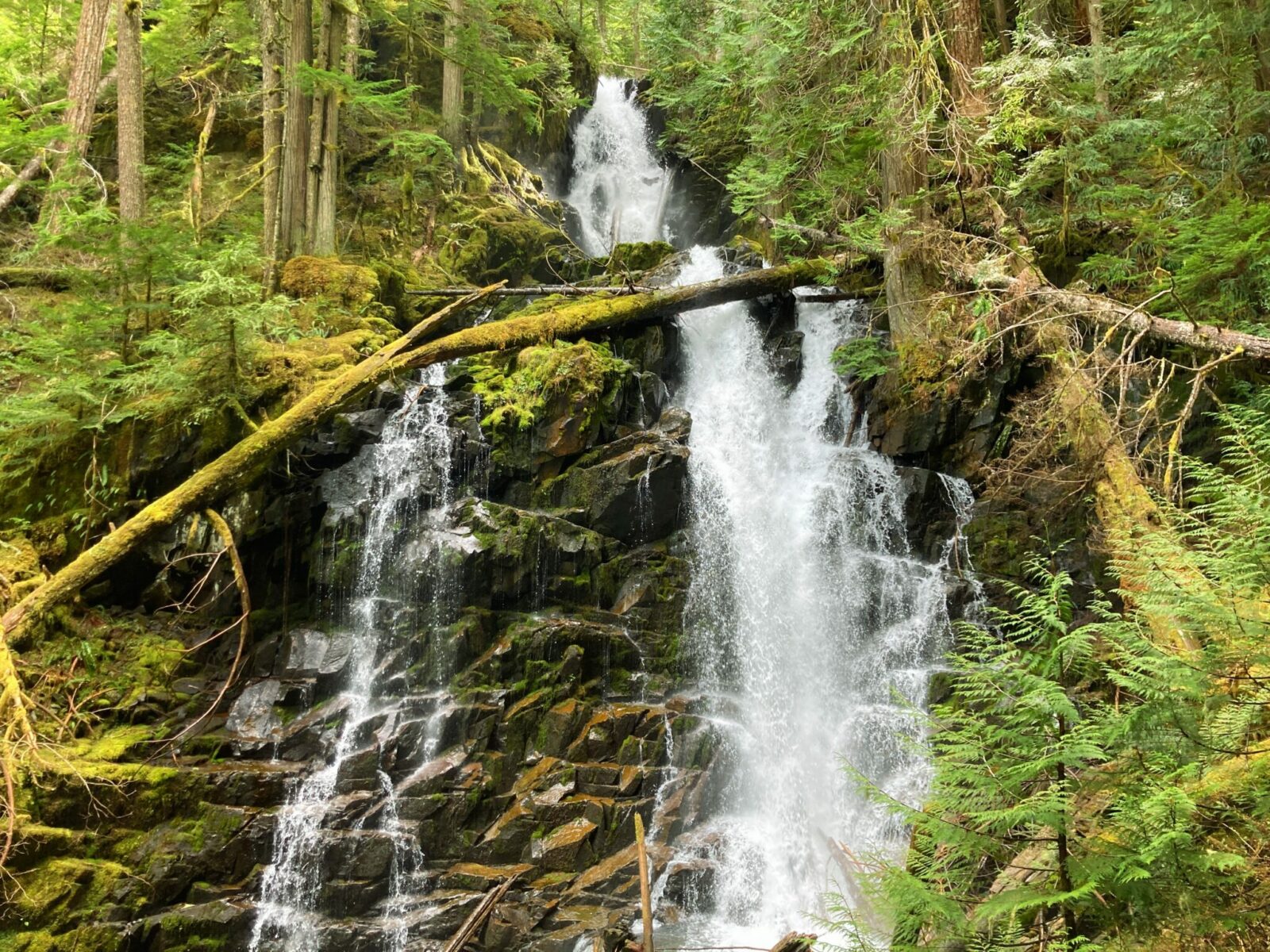 A waterfall tumbles down through an evergreen forest full of moss and ferns. About halfway down, the waterfall splits into two falls.