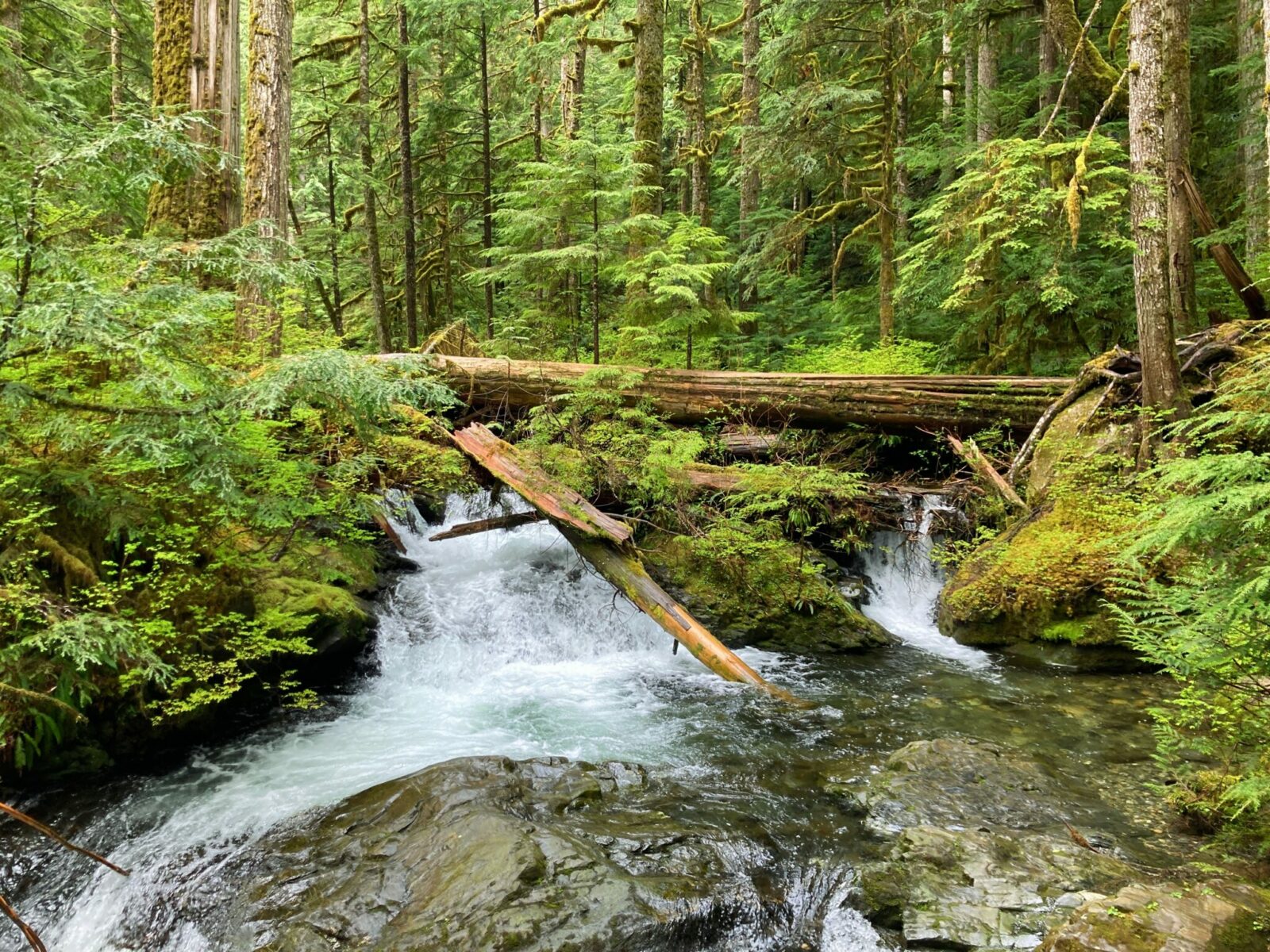 A green forest with moss and ferns and a river rushing through, with a small falls over rocks