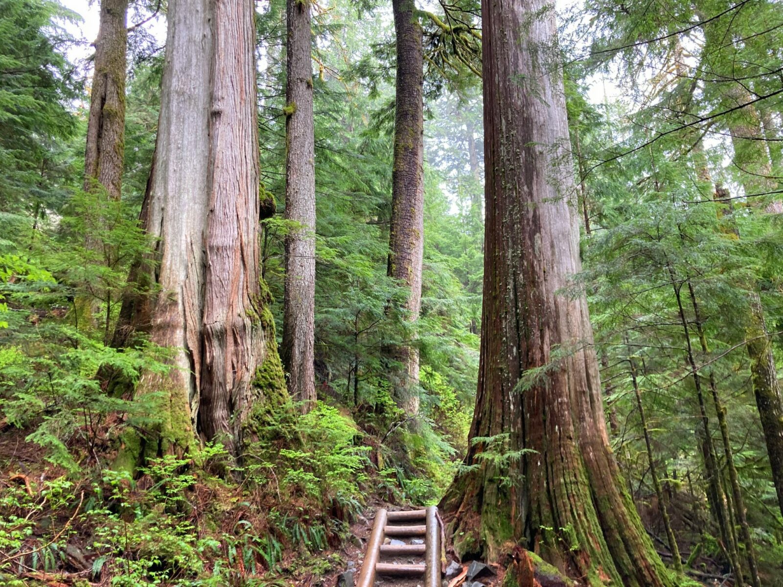 Two old growth cedar trees on either side of the Lake 22 trail. At this spot, the trail goes up a series of log steps and there are more trees all around in the forest. The forest floor has ferns and moss