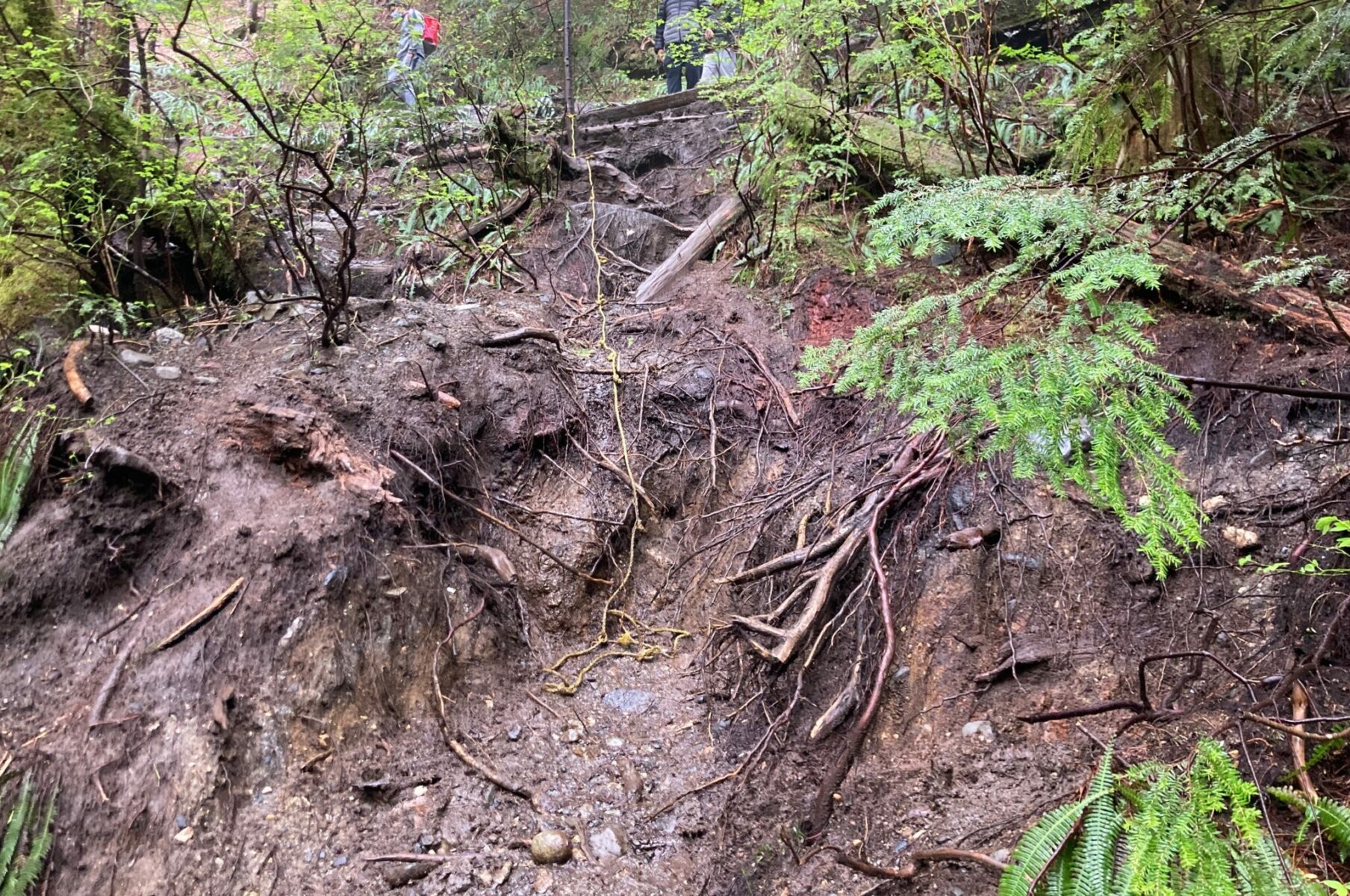 Lots of mud and roots in the forest at the site of a washout on the Lake 22 trail