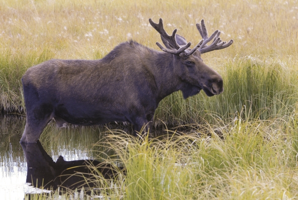  Un orignal taureau au bord d'un étang dans une prairie herbeuse 