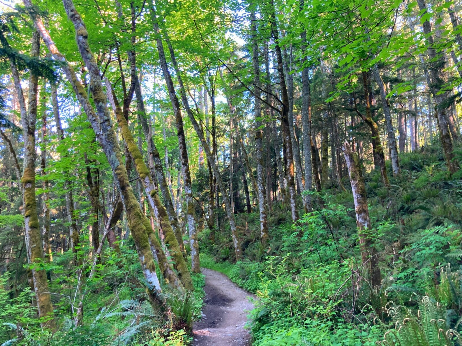 A dirt trail winds through a forested hillside with trees, shrubs, bushes and ferns in every shade of green.