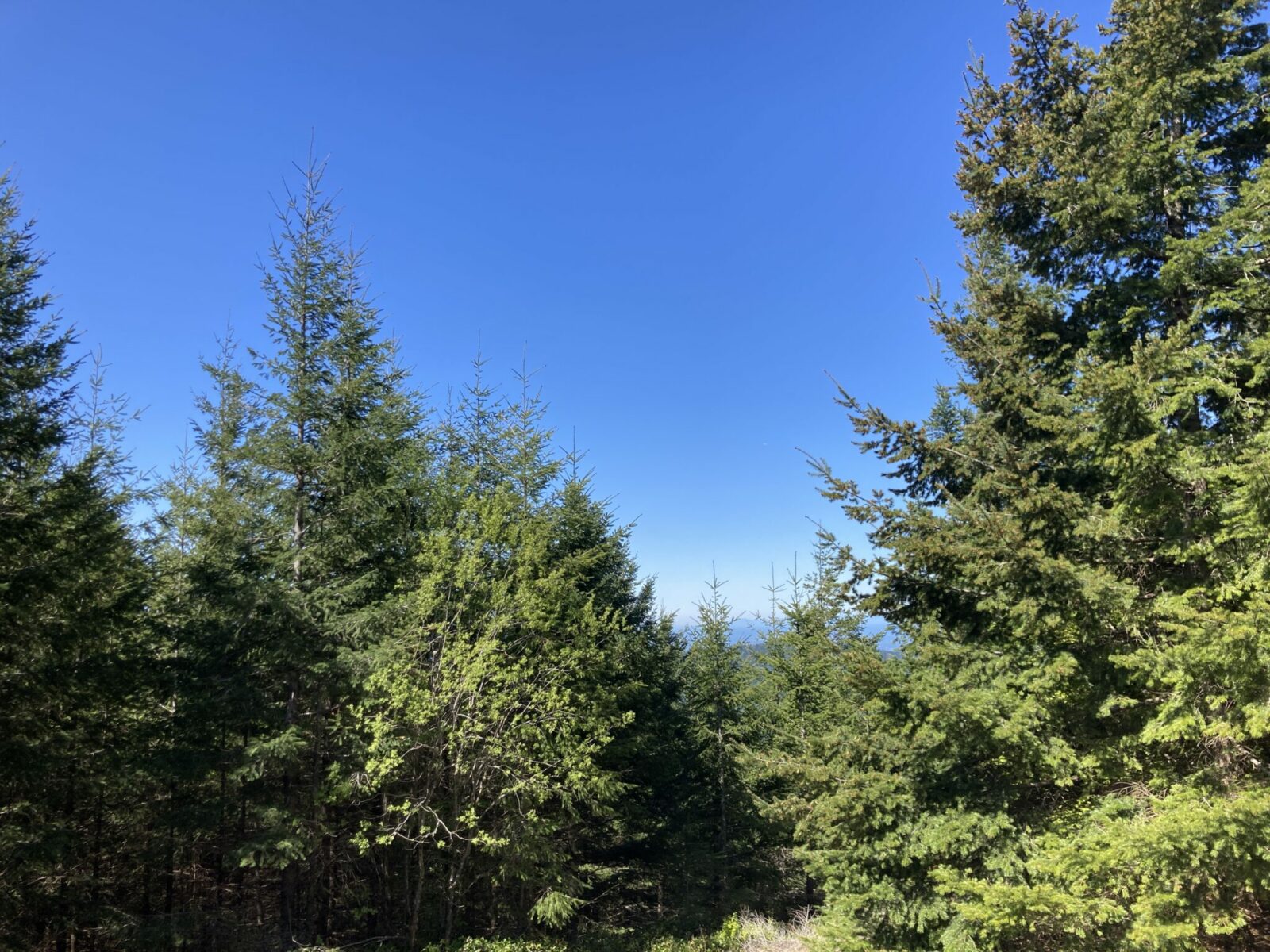 A view of mountains is mostly obscured by young evergreen trees that have grown up to block it on the summit of West Tiger Mountain 3