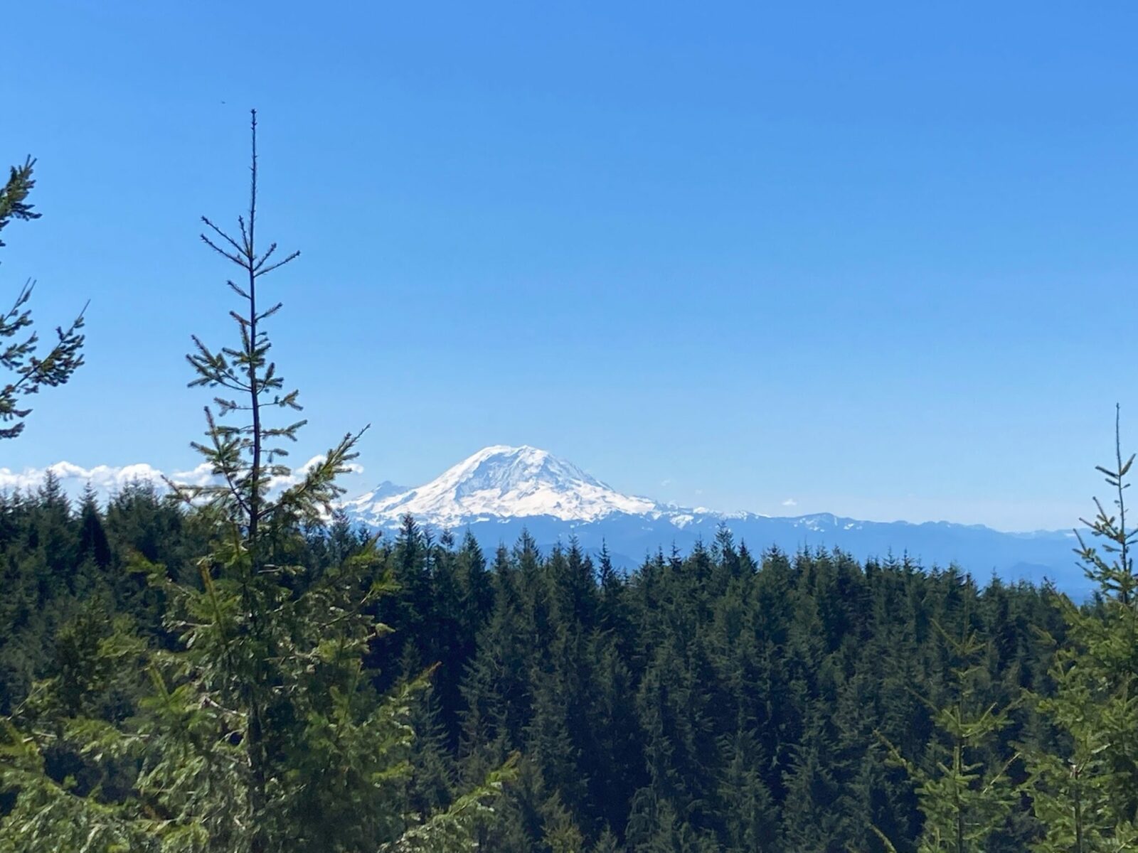 Mt Rainier dominates the view from West Tiger Mountain 1 on a sunny day. There is a forested hillside in the foreground