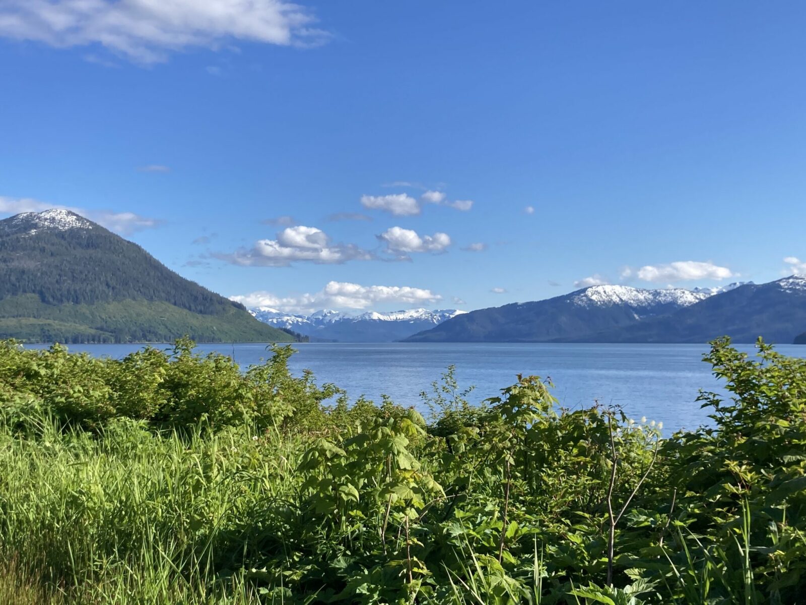 Green undergrowth in the foreground and fjord in the background. There is still some snow on the forested mountains on a sunny day 